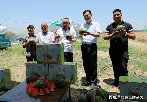 娱乐吃瓜小南瓜小说,娱乐圈的甜蜜瓜事